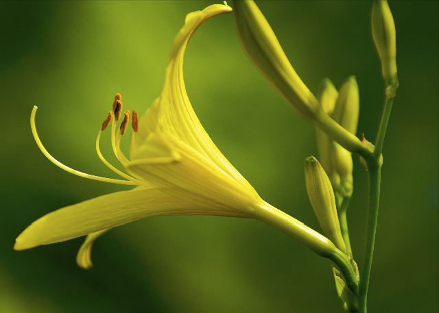 Daylily